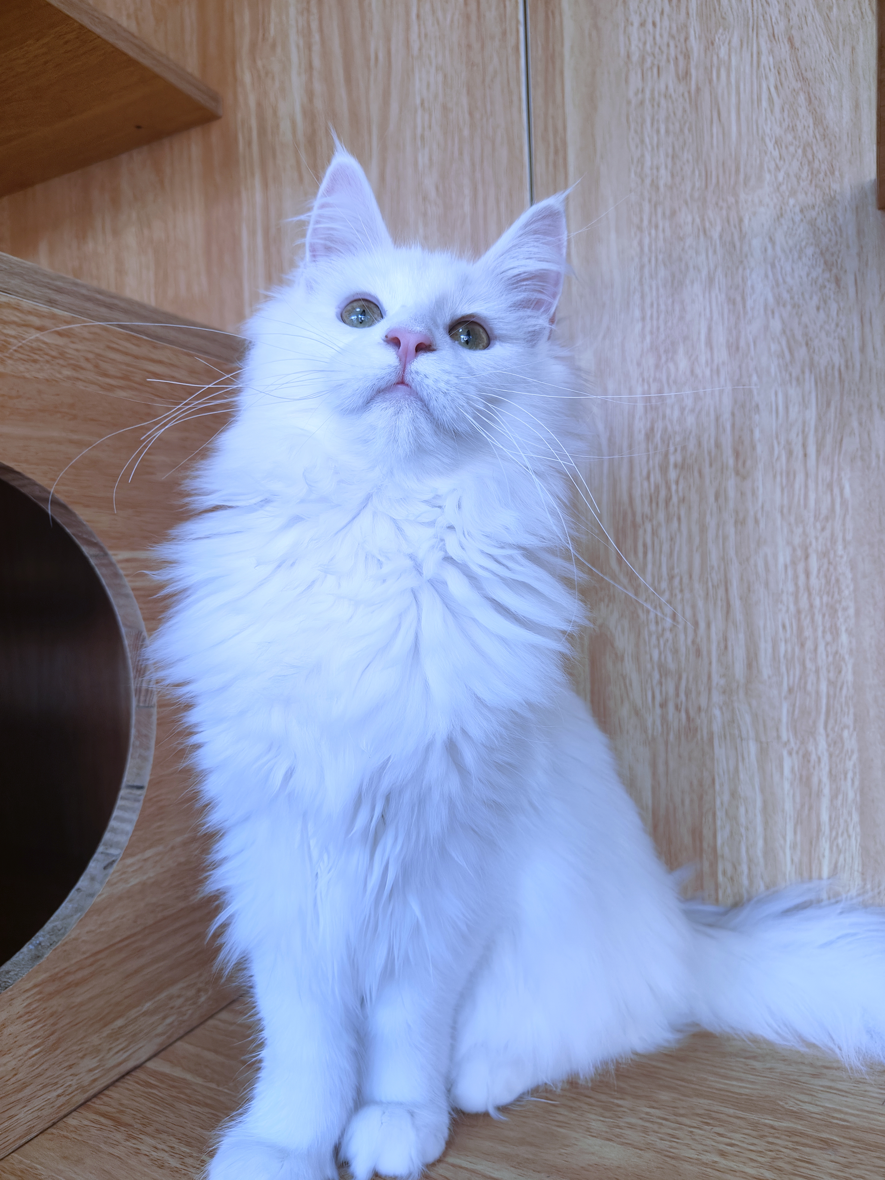 缅因猫纯白缅因猫妹妹大体型无病无藓保健康